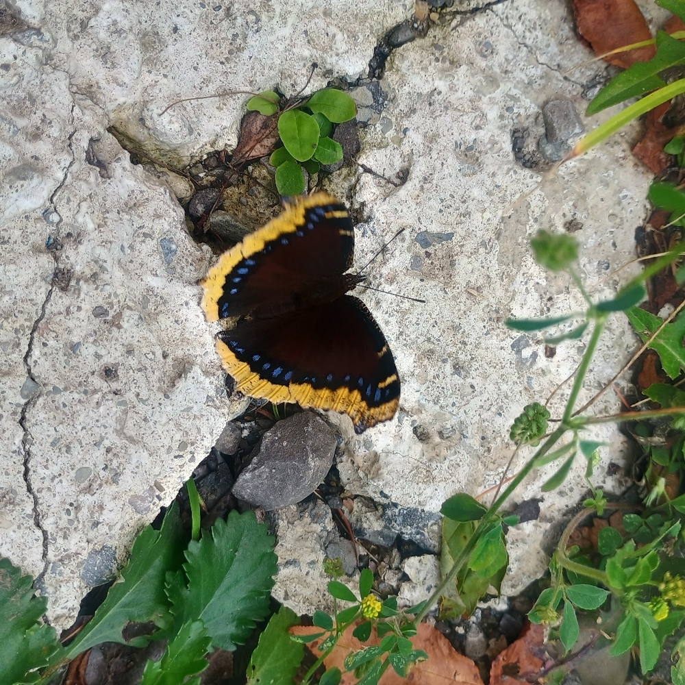 Vibrant Butterfly Wall Art